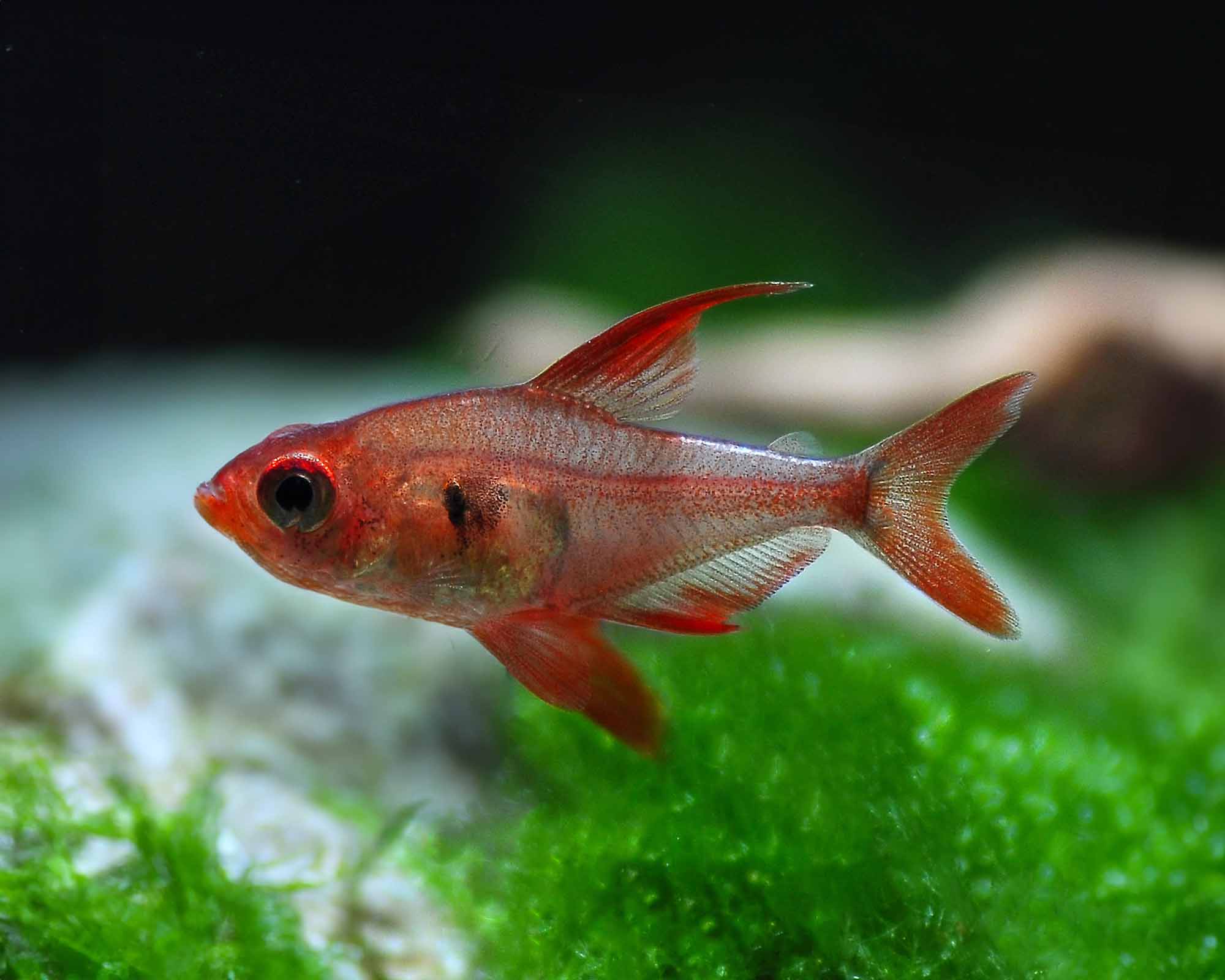 Red Phantom Tetra